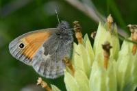 Coenonympha pamphilus