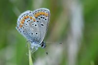 Aricia agestis