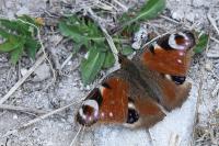 Aglais io