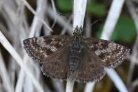 Erynnis tages