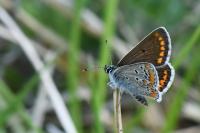 Aricia agestis
