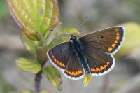 Aricia agestis
