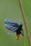 Ethmia chrysopyga
