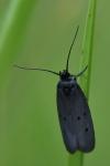 Ethmia chrysopyga