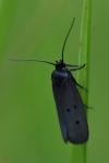 Ethmia chrysopyga