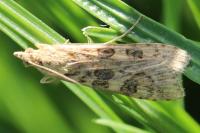 Nomophila noctuella