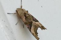 Phlogophora meticulosa
