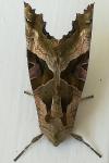 Phlogophora meticulosa