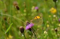 Colias crocea