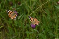 Vanessa cardui