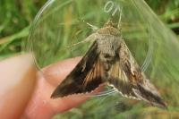 Autographa gamma
