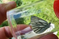 Pieris napi