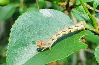 Erannis defoliaria