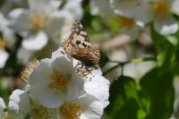Vanessa cardui