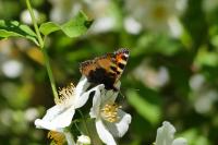 Aglais urticae