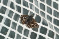 Pyrgus malvae