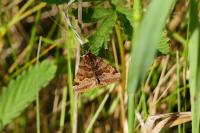 Euclidia glyphica