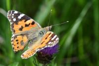 Vanessa atalanta