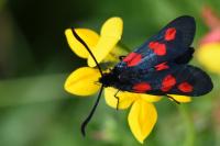 Zygaena trifolii