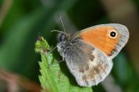 Coenonympha pamphilus