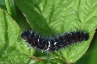 Saturnia pavonia