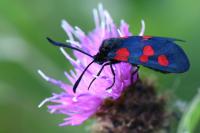 Zygaena trifolii