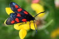Zygaena trifolii