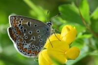 Polyommatus icarus