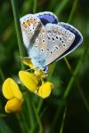 Polyommatus icarus
