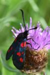 Zygaena trifolii