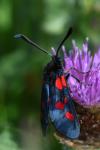 Zygaena trifolii
