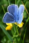 Polyommatus icarus