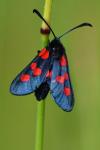Zygaena trifolii
