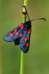 Zygaena trifolii