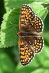 Melitaea athalia