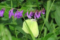 Gonepteryx rhamni