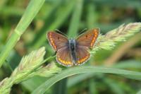 Aricia agestis