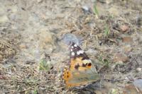 Vanessa cardui