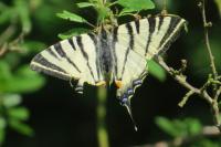 Iphiclides podalirius