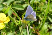 Polyommatus icarus