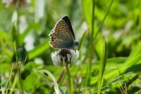 Aricia agestis