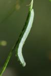 Anthocharis cardamines
