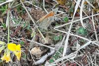 Coenonympha pamphilus