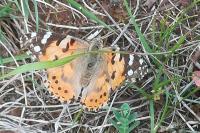 Vanessa cardui