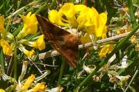 Euclidia glyphica