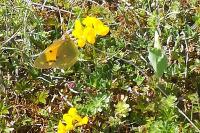 Colias crocea