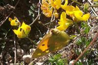 Colias crocea
