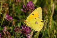Colias crocea