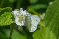 Pieris rapae