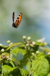 Aglais urticae